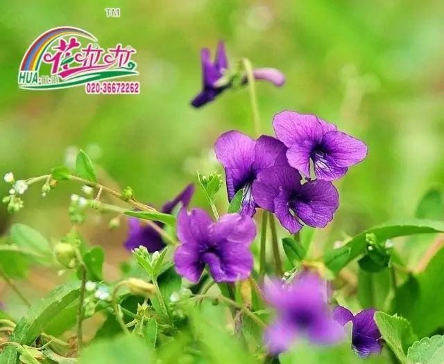 紫花地丁丨多年生花种