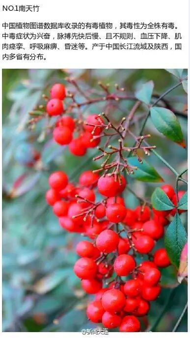 女子喝粥加两颗 相思豆 差点被毒死 这9种有毒植物不能碰