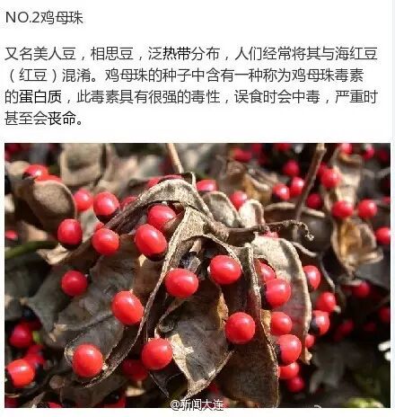 女子喝粥加两颗 相思豆 差点被毒死 这9种有毒植物不能碰