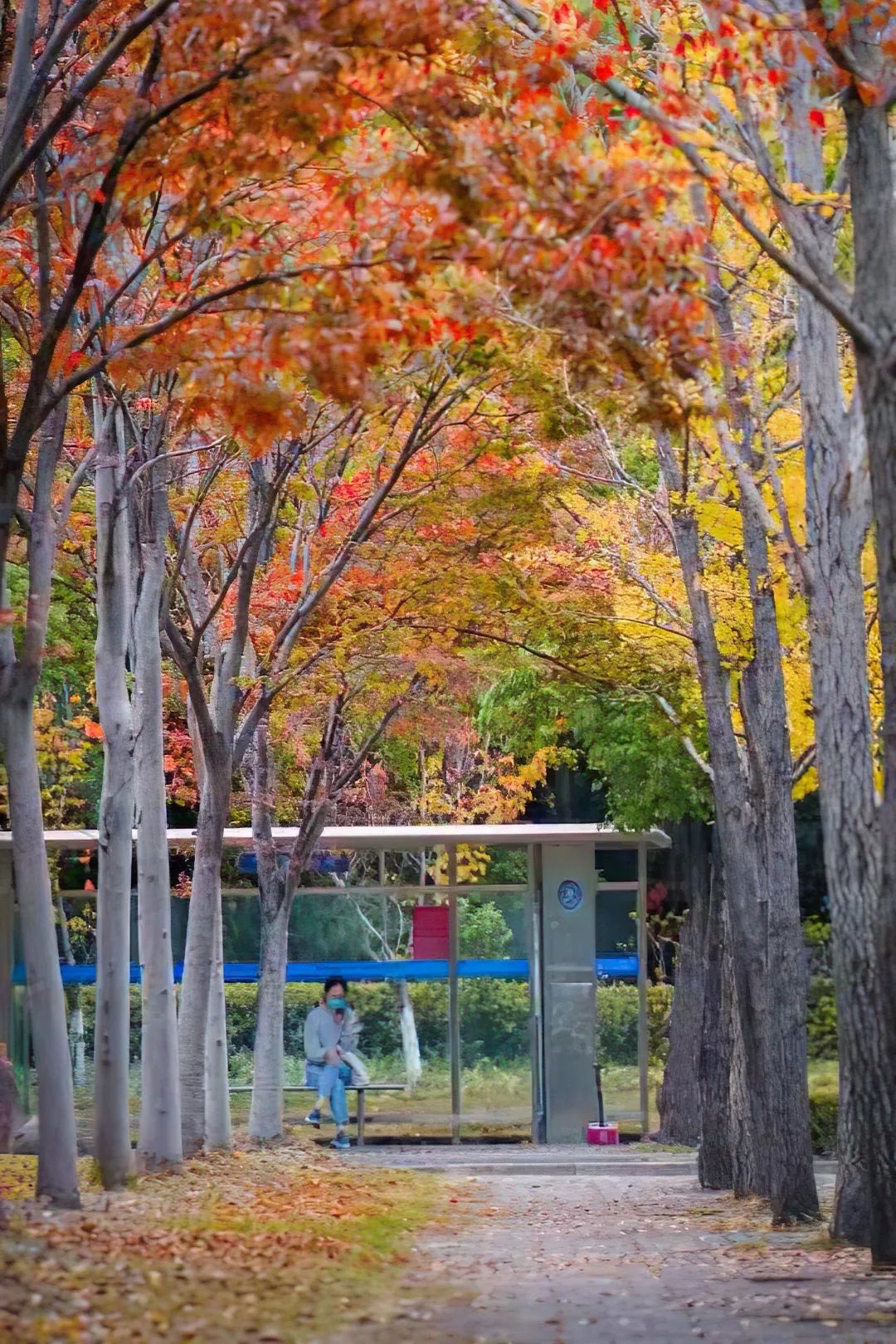 上海交通大學一年好景君須記,最是橙黃橘綠時.復旦的秋,最是寫意.