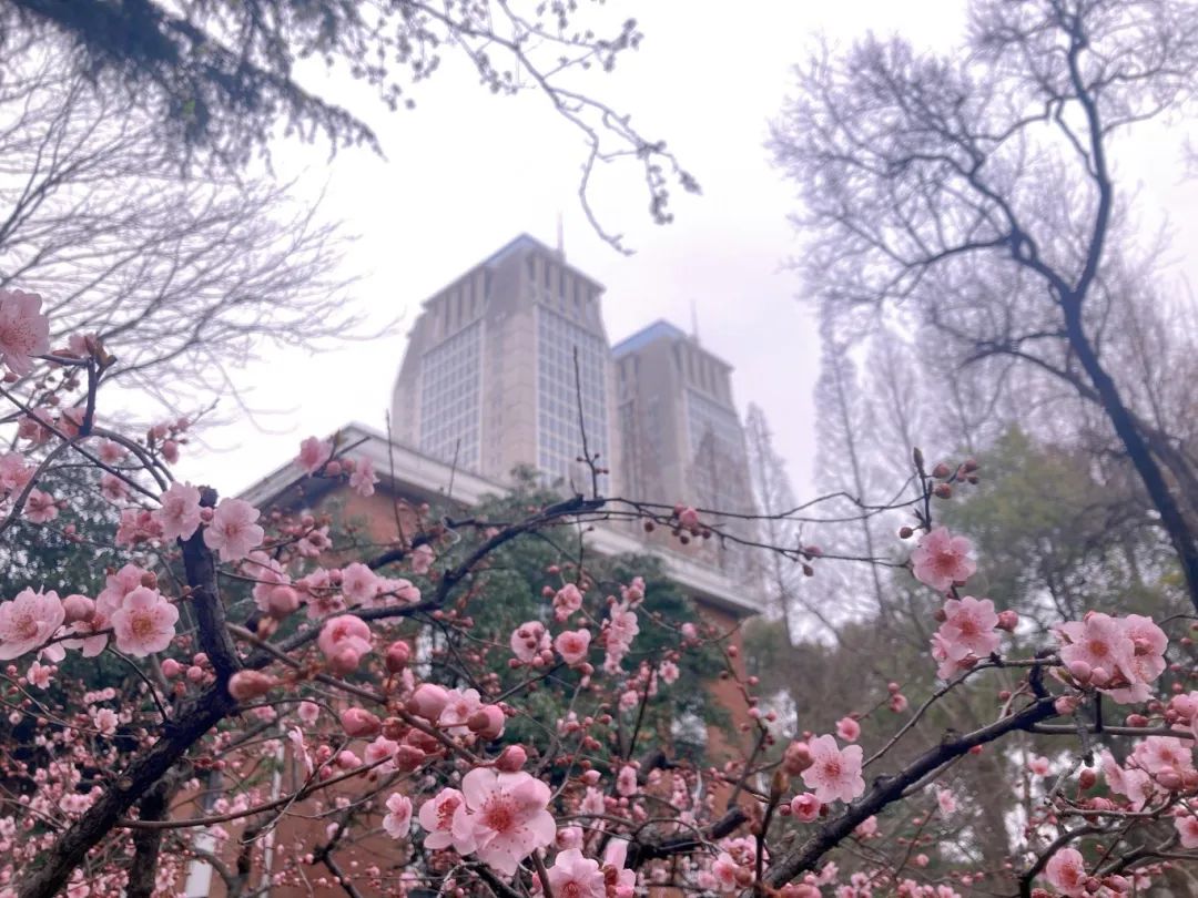 大学校园春景图片