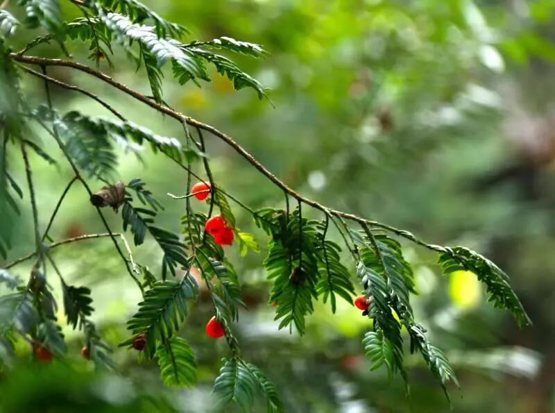 全省首例 抚州发现 植物中的大熊猫 价值连城 还可治癌 抚州新闻网