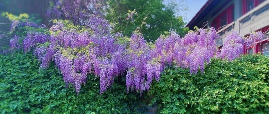 北大的“紫藤萝瀑布”：万花灿烂，生生不息！