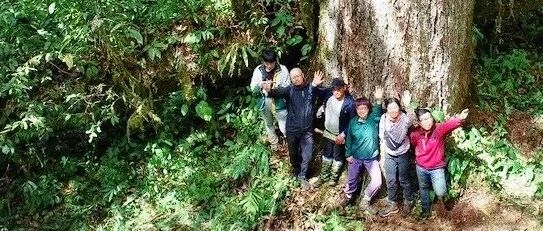 北大团队牵头，发现中国大陆已知“最高树”！