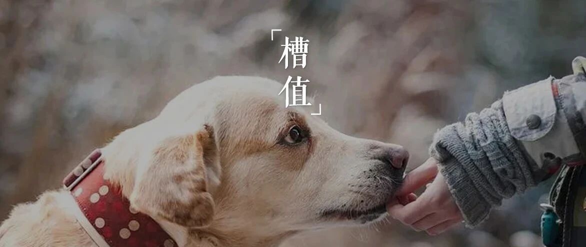 别让获赞千万的抖音视频，毁掉你的宠物