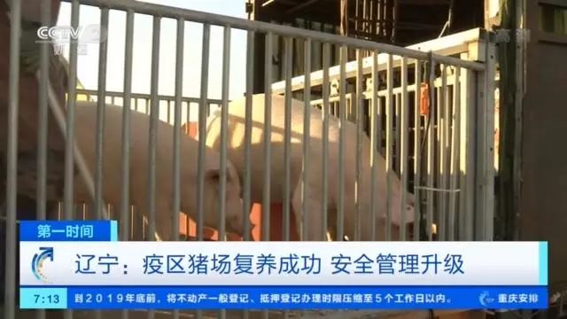 央视记者辽宁走访:疫区已有猪场复养成功!养殖户重拾信心,生猪母猪存栏环比增长 央视记者辽宁走访:疫区已有猪场复养成功!养殖户重拾信心,生猪母猪存栏环比增长