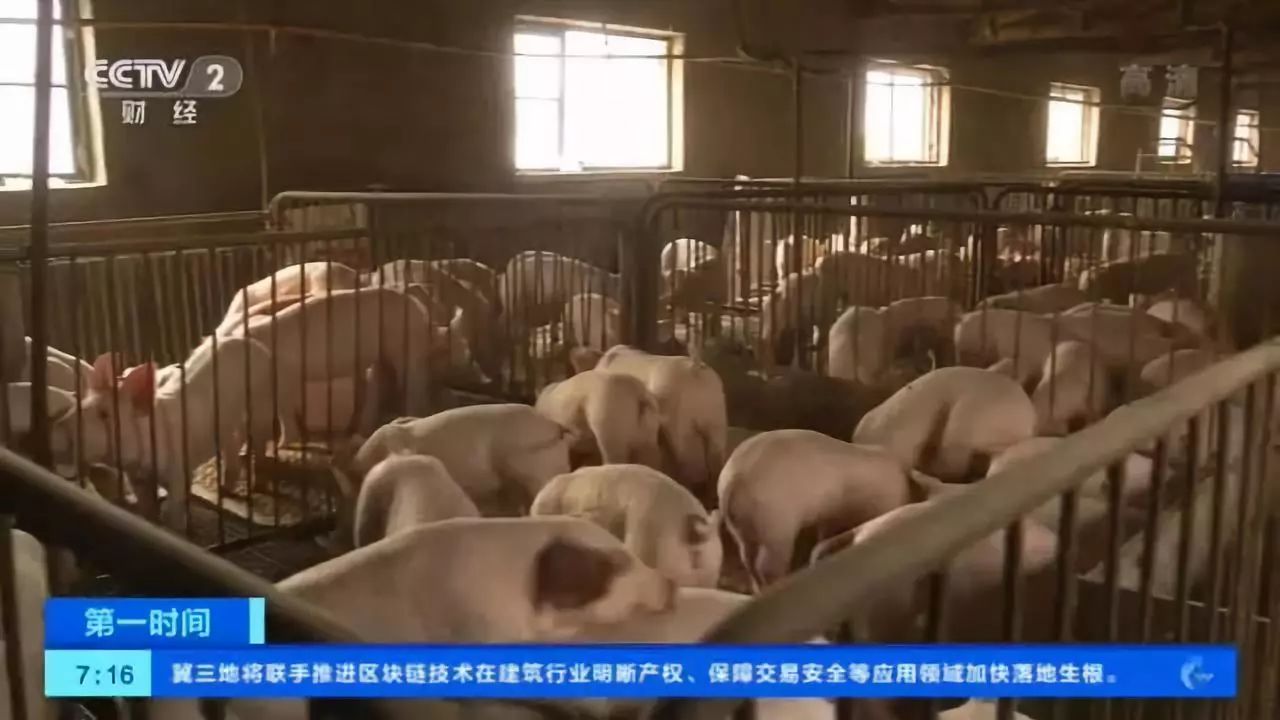 央视记者辽宁走访:疫区已有猪场复养成功!养殖户重拾信心,生猪母猪存栏环比增长 央视记者辽宁走访:疫区已有猪场复养成功!养殖户重拾信心,生猪母猪存栏环比增长