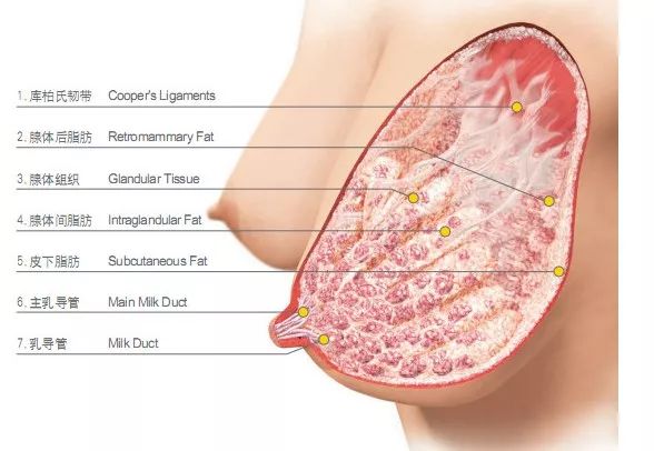 乳腺科的男医生带你认识乳房 二 你需要了解的乳房解剖知识 乳腺科的男医生 微信公众号文章阅读 Wemp