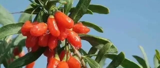 睡前一瓶枸杞原浆，肝干净了，眼睛亮了，淡化皱纹，越来越年轻！