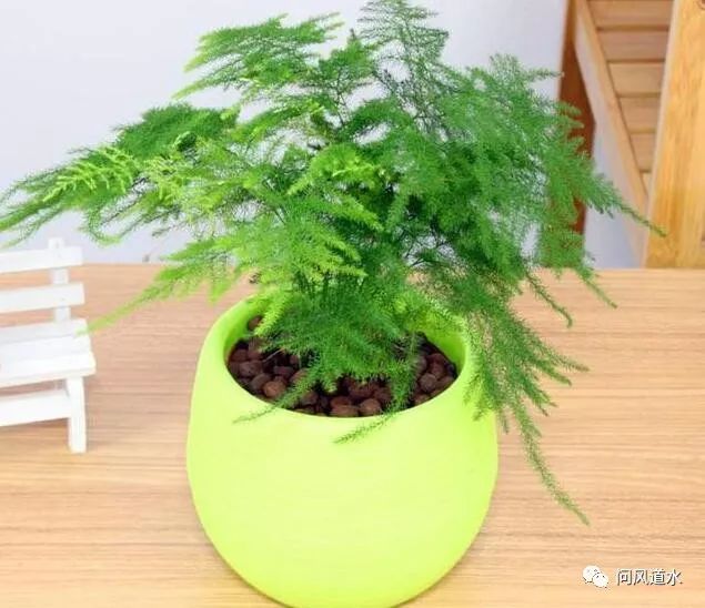 风水植物什么最好_风水植物_风水植物最好养哪几种