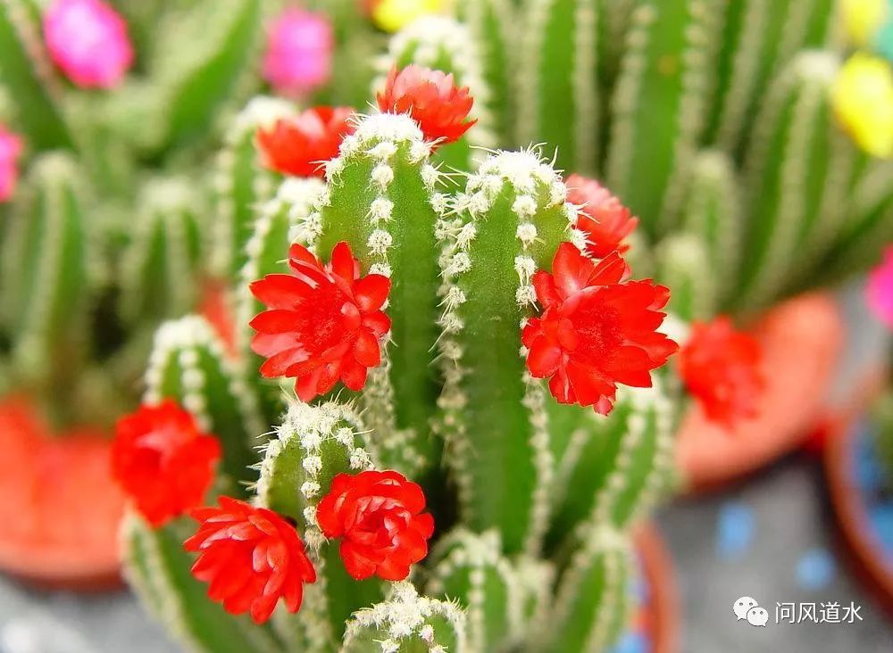 风水植物什么最好_风水植物最好养哪几种_风水植物