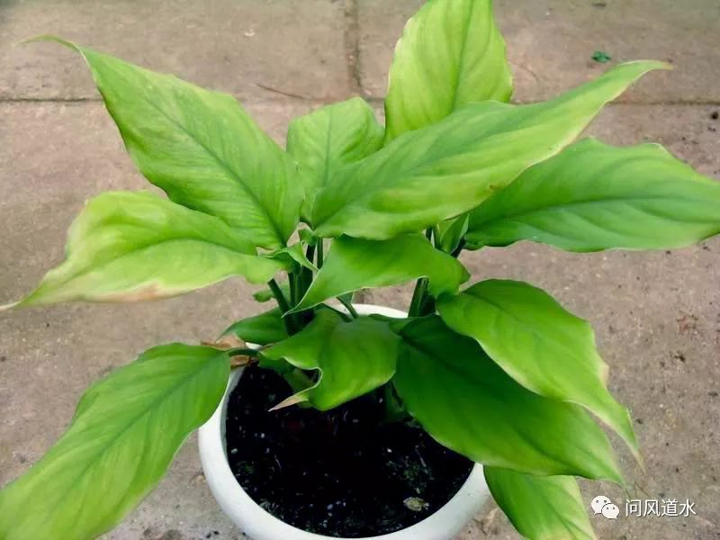 风水植物_风水植物什么最好_风水植物最好养哪几种