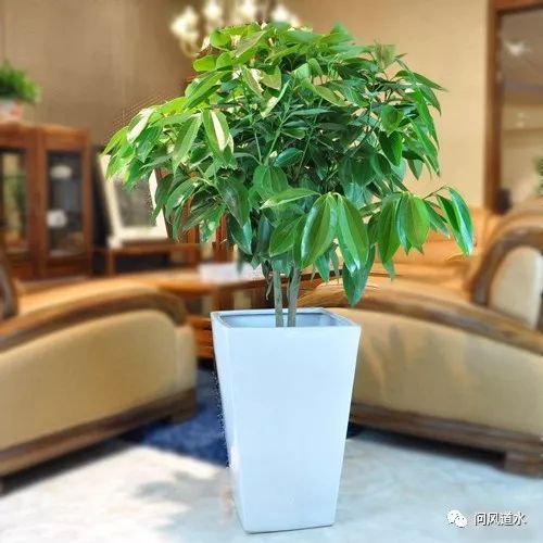 风水植物最好养哪几种_风水植物_风水植物什么最好