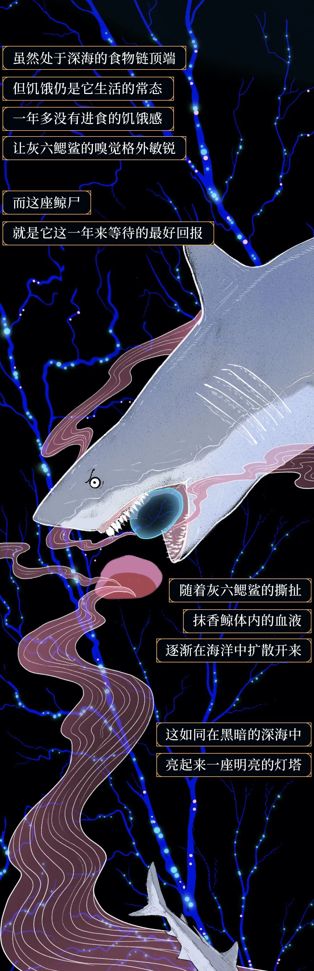世间浪漫生物图片_世间最浪漫生物_世间浪漫生物有哪些