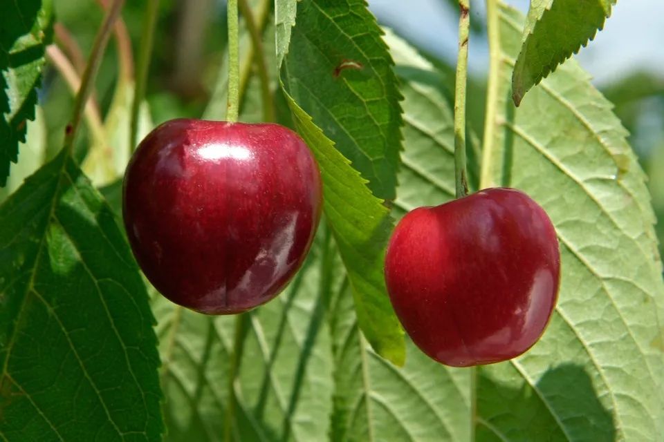 櫻桃的英文是cherry,複數是cherries,廣東話音譯過來就變成了