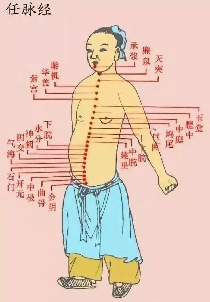 经典穴位图画版：任脉
