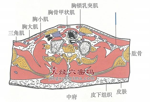 中府穴（61）