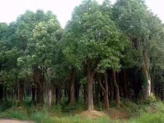 红木家具，满满正能量