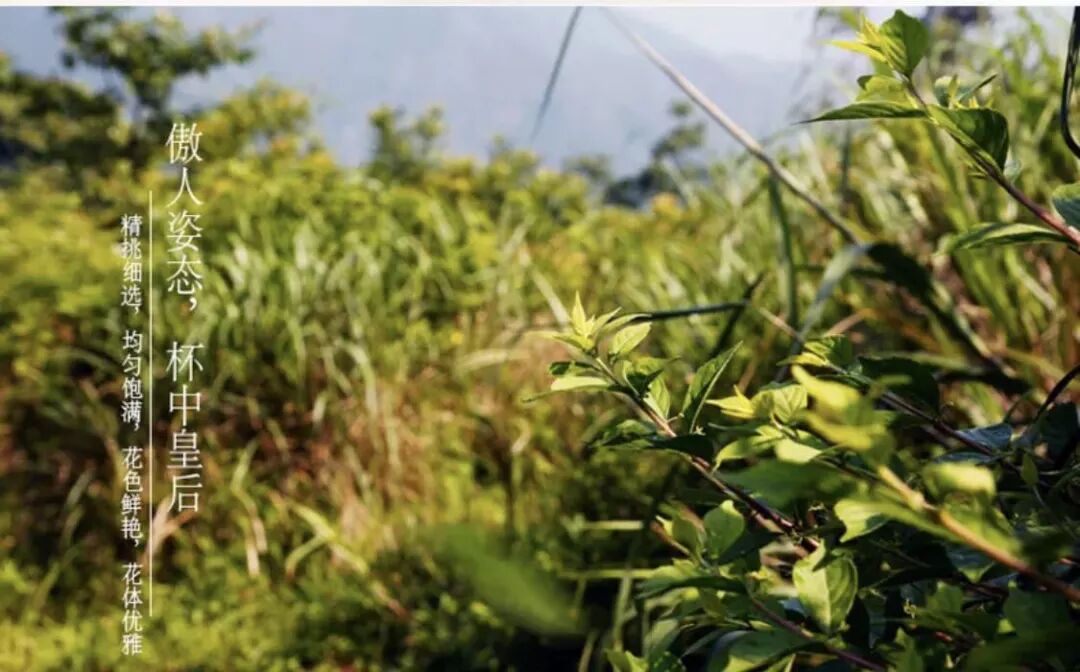 夏天快来了 喝一杯金丝皇菊清火降燥