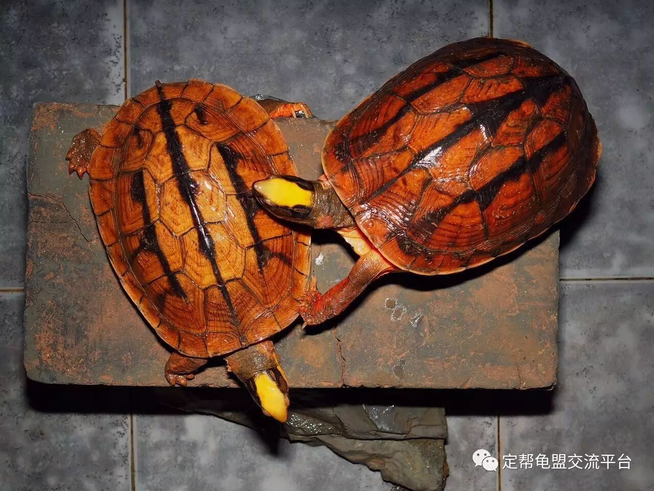 水龟肺炎的治疗