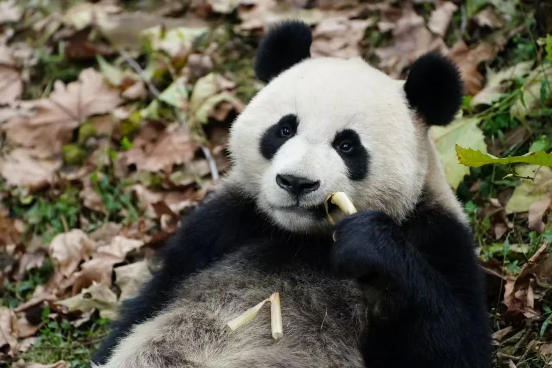 約！9月20日上午，梅州市婦幼保健院舉辦聯(lián)合義診