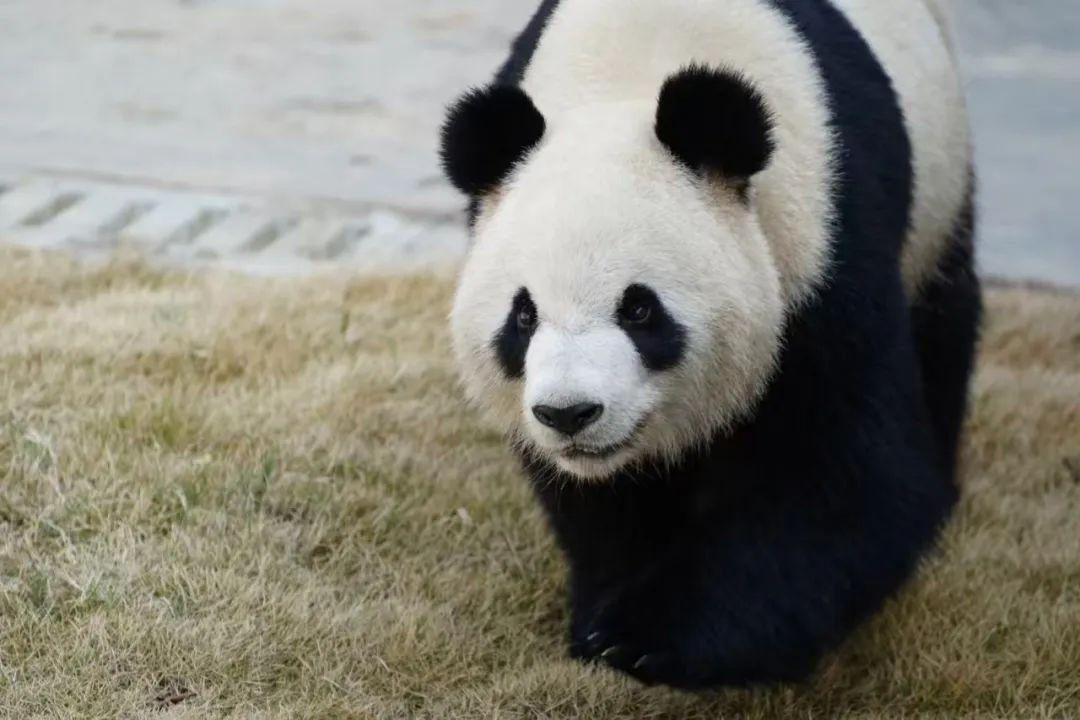 今日啟程！大熊貓“星秋”“怡蘭”前往澳大利亞阿德萊德動物園