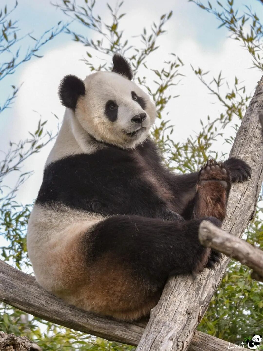 大熊猫“好好” 图片来源：比利时天堂公园