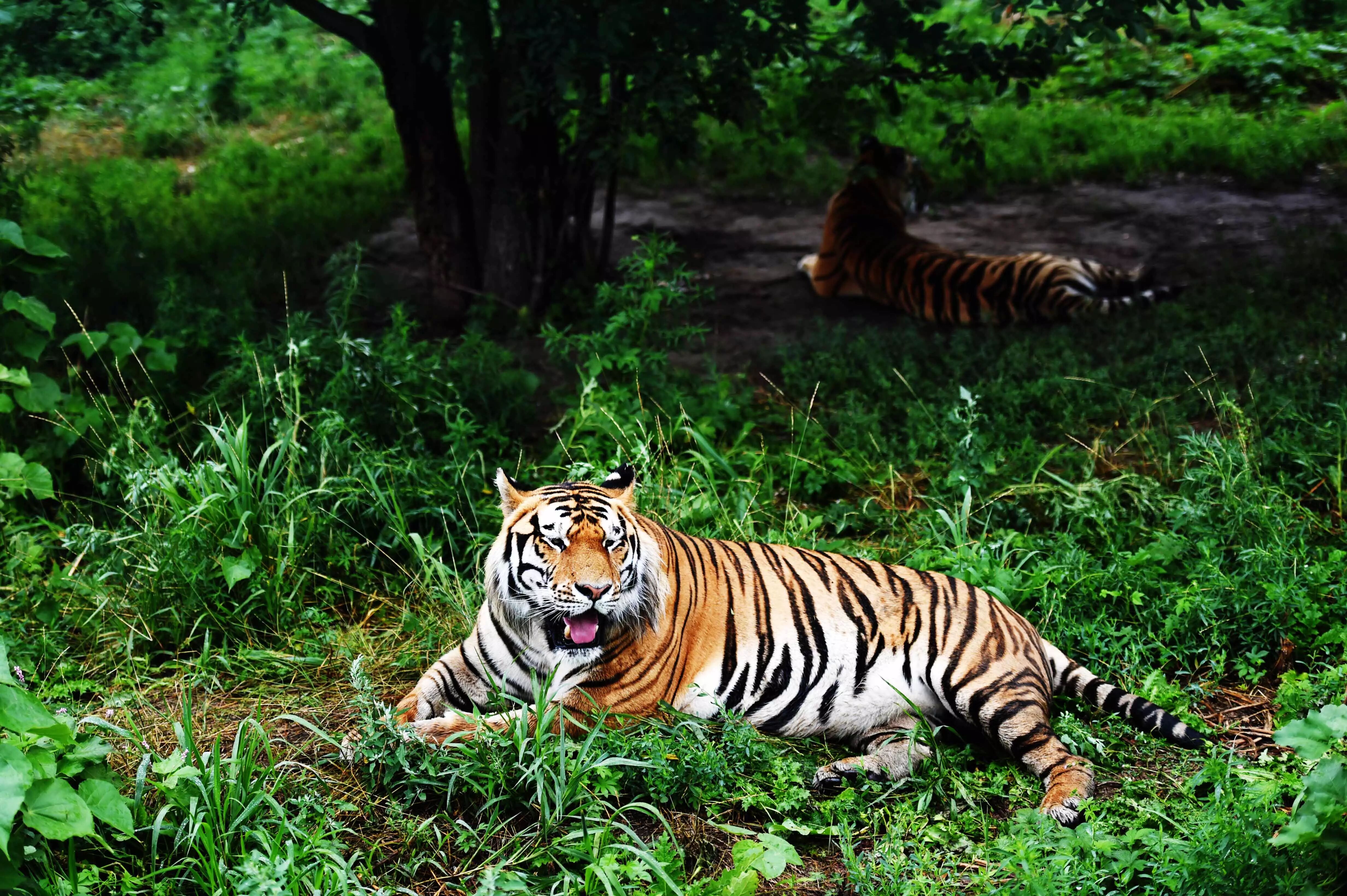 全面加强了保护区建设和东北虎豹资金投入,东北虎豹国家公园获批建设