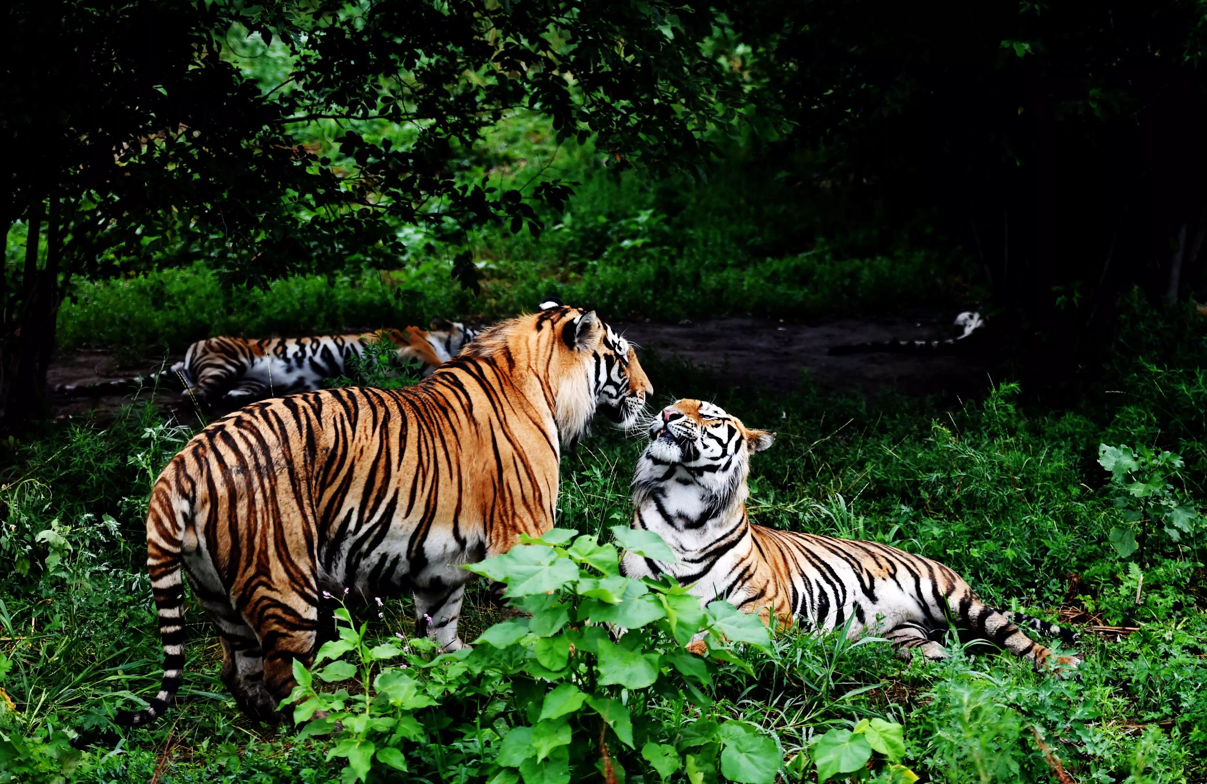 545中国野生东北虎豹保护迎来最好时代