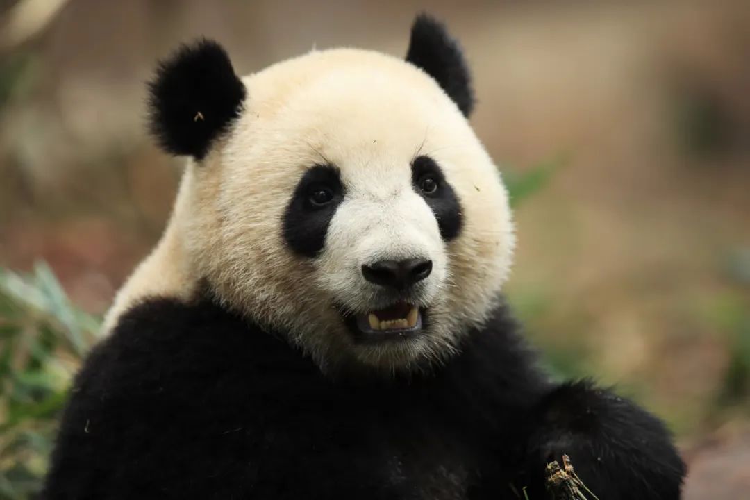 新一对大熊猫“金喜”“茱萸”将于下周启程旅居西班牙