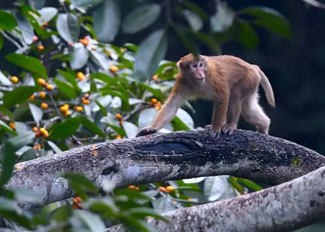 熊猴(学名: macaca assamensis)是一种产于印度