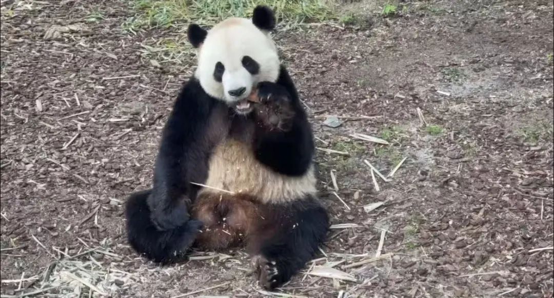 欢迎回家！旅比大熊猫幼仔“天宝”“宝弟”“宝妹”年底回国