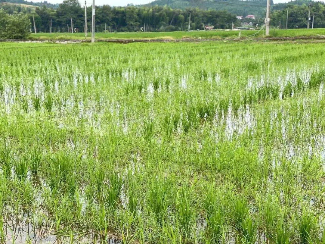 【网络媒体革命老区行】5G牧场、梯田莲海、玉石民宿,老区建宁建设“向往的生活”-微信头条网 【网络媒体革命老区行】5G牧场、梯田莲海、玉石民宿,老区建宁建设“向往的生活”