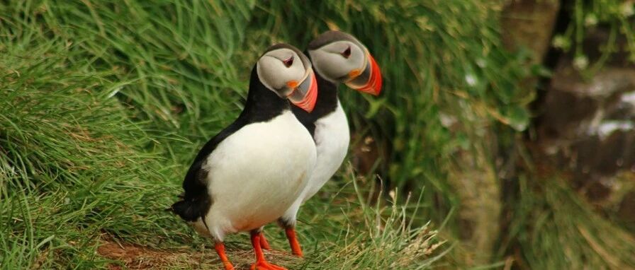 冰岛，斯奈山半岛，8大景点