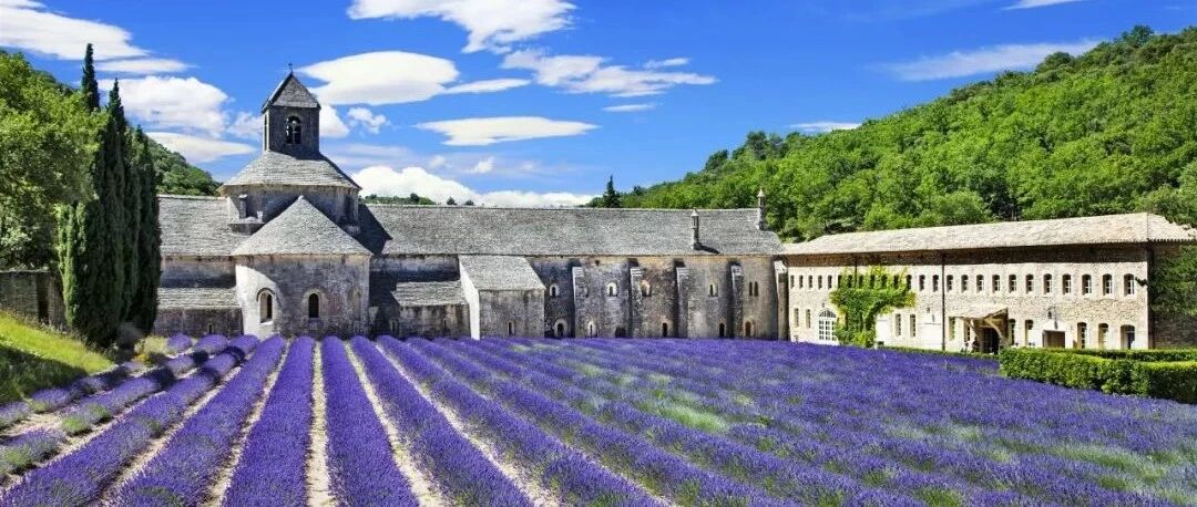 花开成海 | 这个夏天，遇见普罗旺斯的紫色奇迹