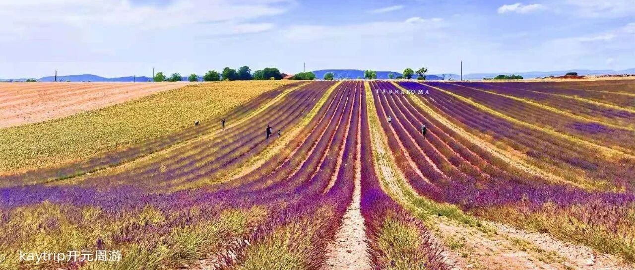 你有多久没有在薰衣草的海洋荡漾了-记2021开元普罗旺斯薰衣草首团前方报道