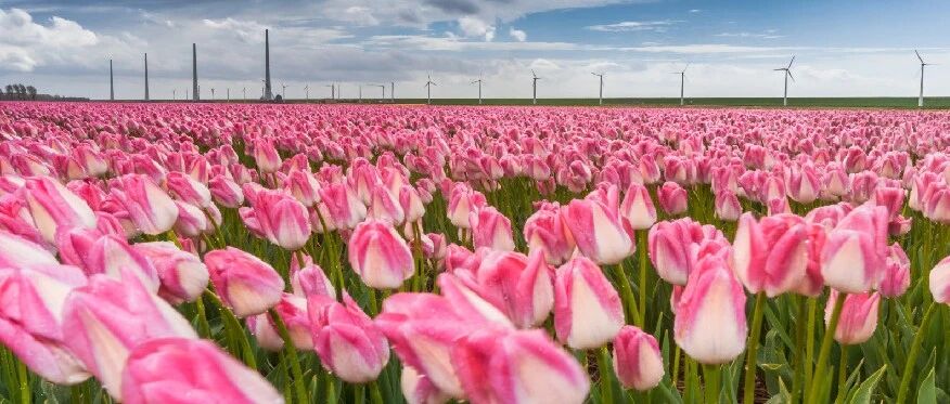 荷兰的库肯霍夫公园又要准备开放了，今年你准备去踏春吗？