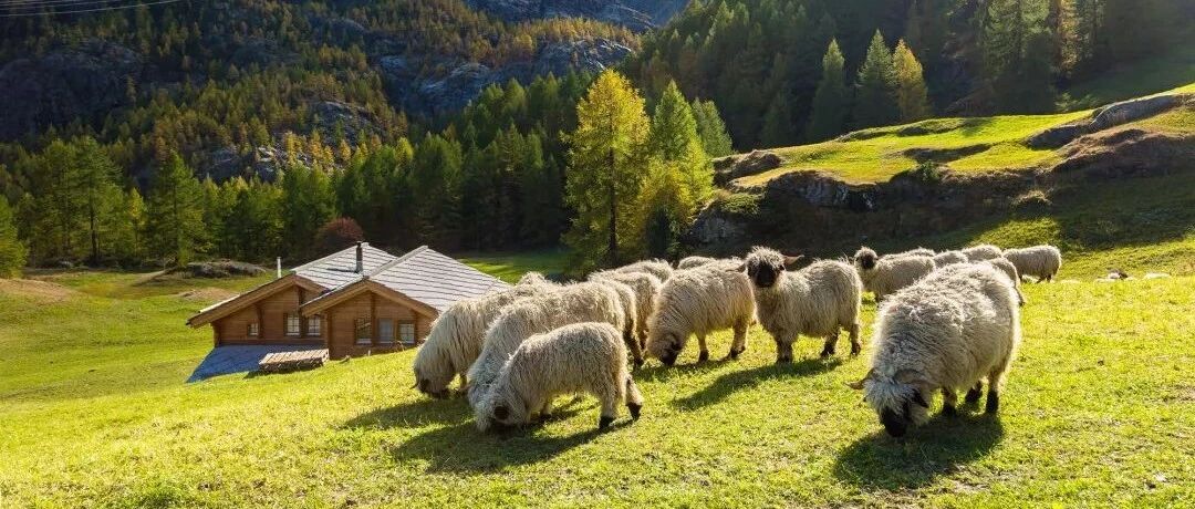 花开云散，让我们自由的行走在我们想去的地方