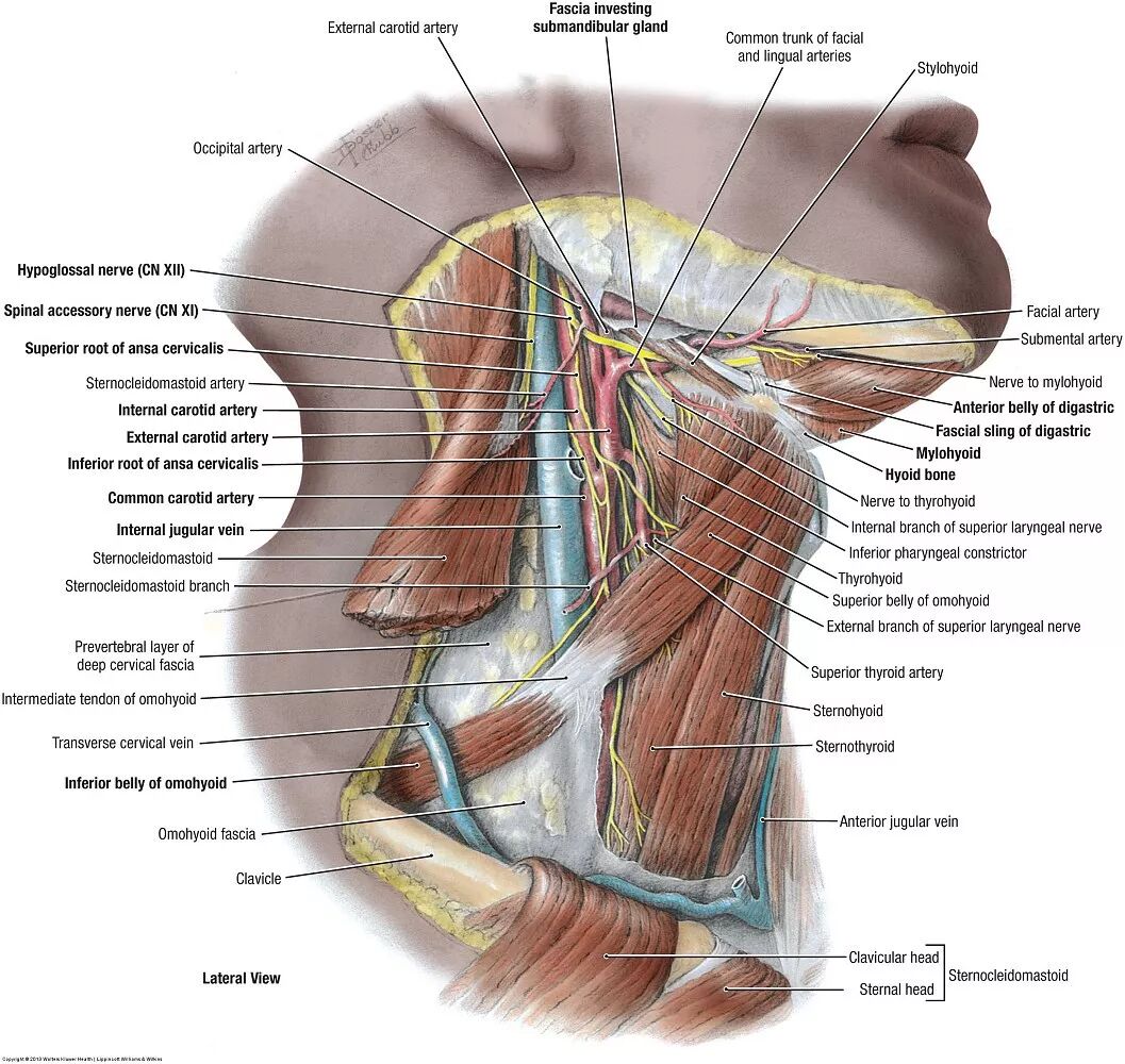 浅谈肩胛舌骨肌 运动医学部落 微信公众号文章阅读 Wemp