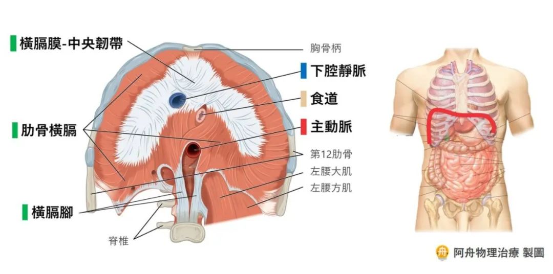 呼吸治疗师必须了解横膈膜 有道生涯 微信公众号文章阅读 Wemp