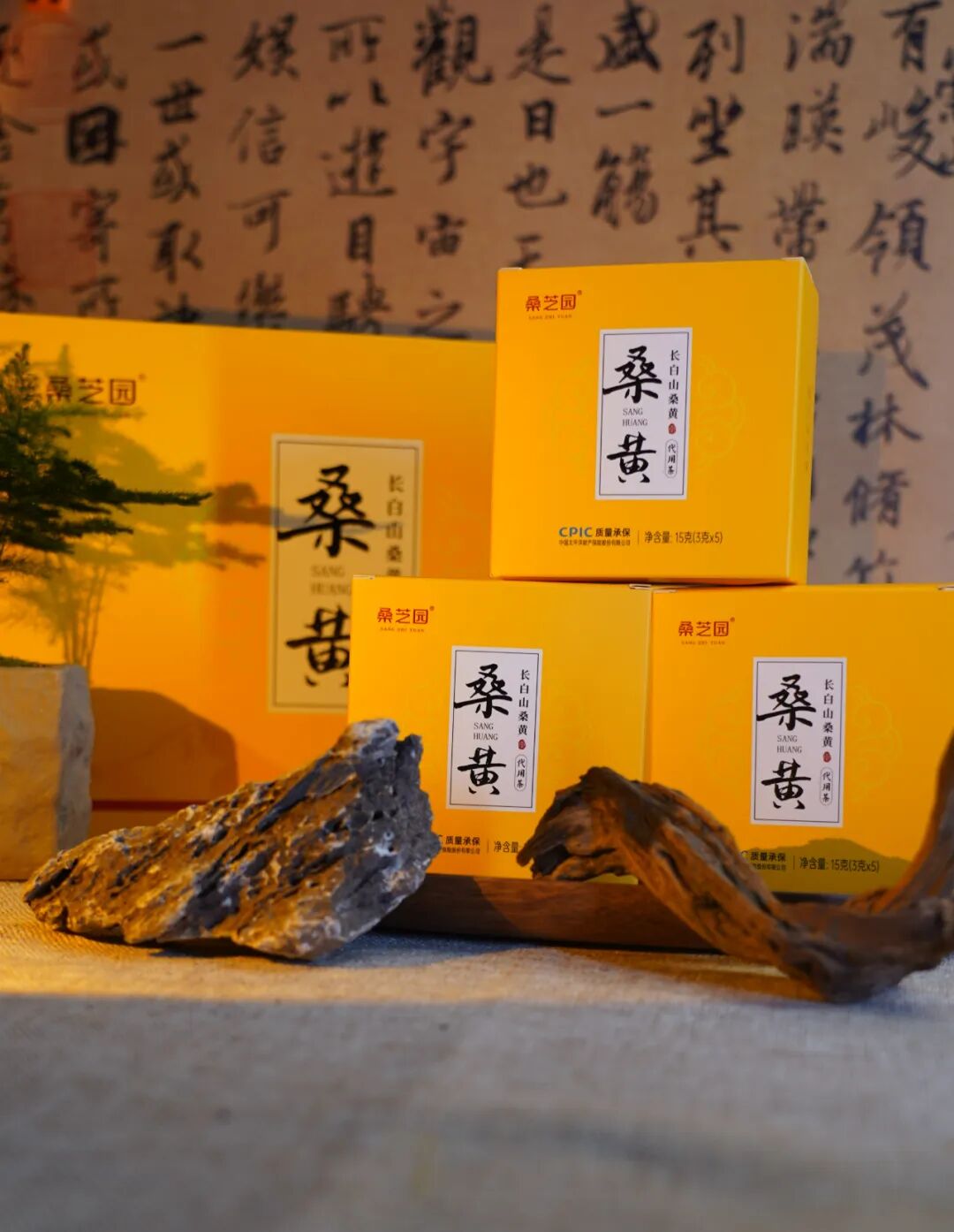 桑黄守护健康基石   为全民健康添彩(图4)