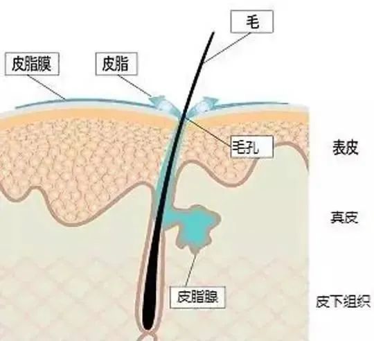 痘。皮脂腺的过度分泌有可能会对皮肤造成伤害，所以控油是非常重要的。皮脂分泌增加的原因是什么？（脸上油