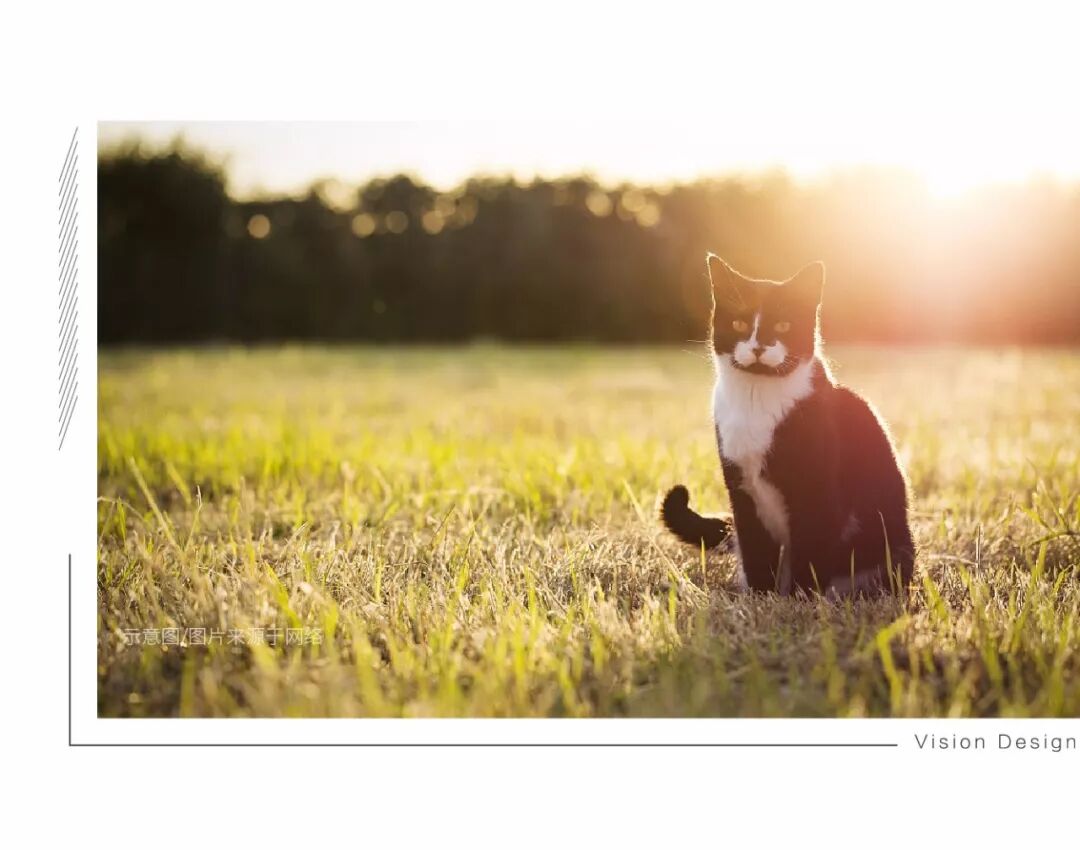 到森林去，生活原来美成这样……