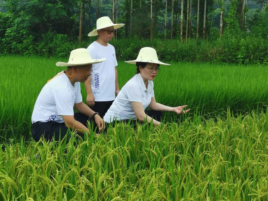 臨桂三長聯動山水林田湖草同保護