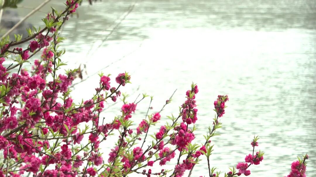 临桂山水公园春花烂漫迎客来