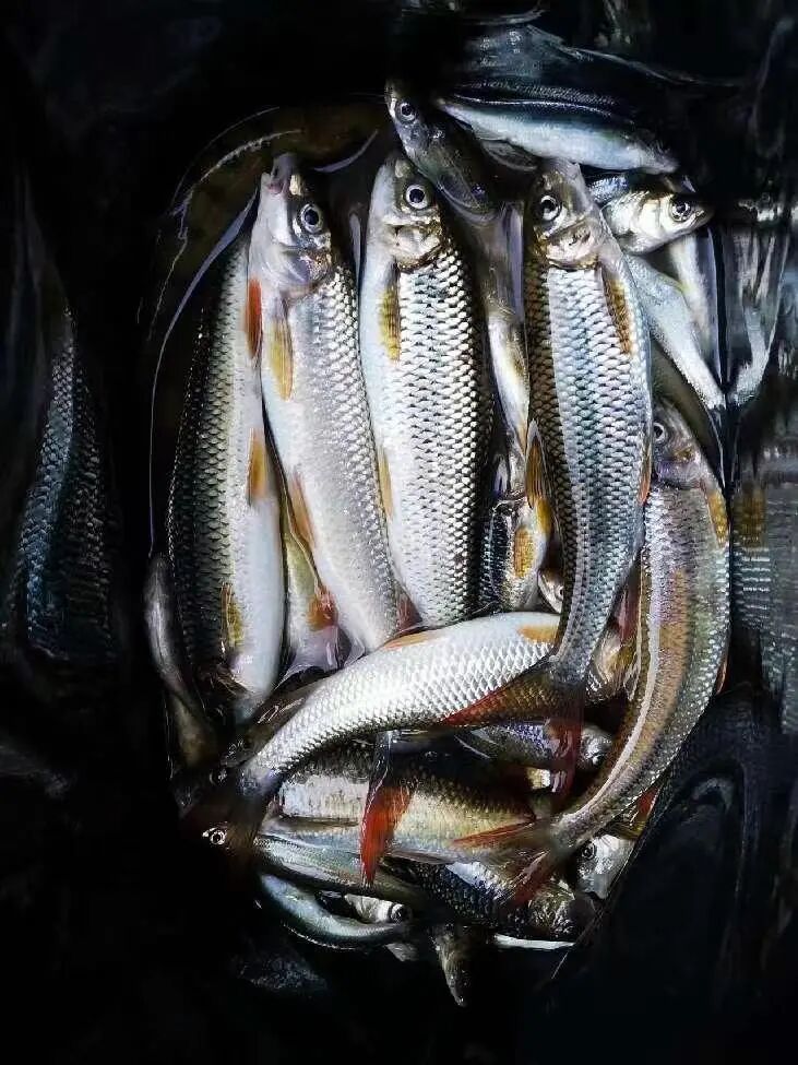 黄沙鱼(彭胜发摄)推荐理由黄沙鱼属于高山冷水(泉水)鱼,纯天然无污染