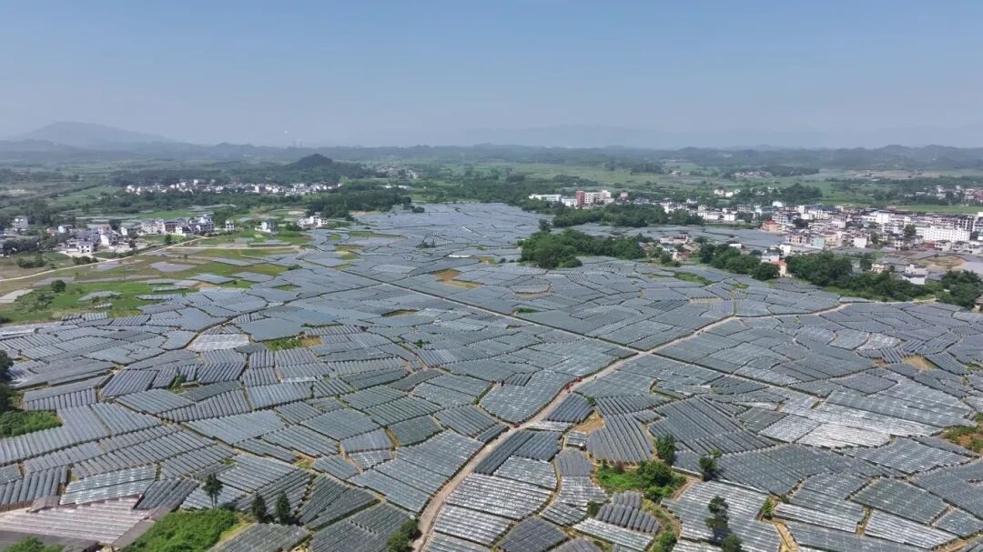 临桂:科技赋能 助力乡村振兴_临桂动态_桂林市临桂区人民政府门户网站