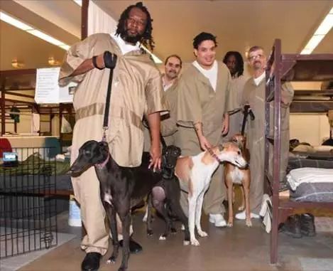 澳州監獄把重刑犯和惡狗關在一起，結局出乎所料... 寵物 第15張