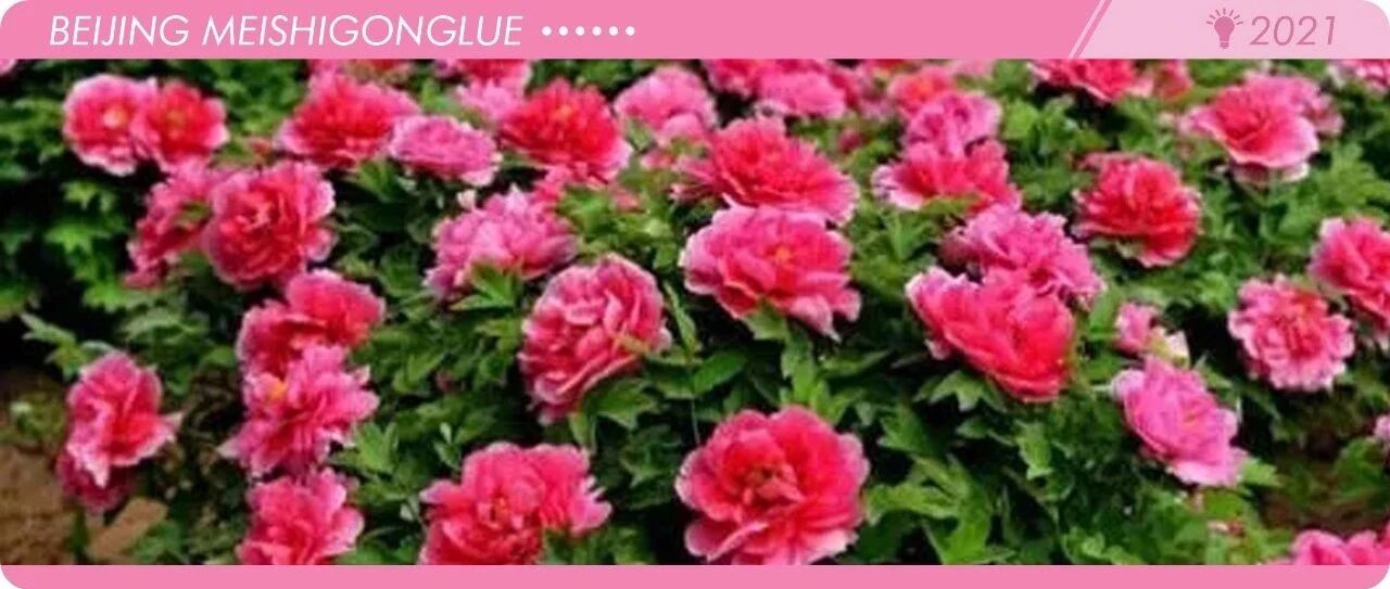 约定怀柔!2021北京国色天香牡丹花海旅游季即将开始，门票免费送!