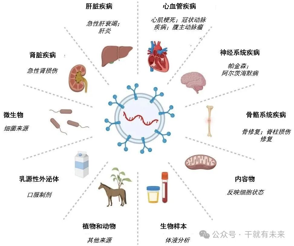 间充质干细胞外泌体（MSC-Exos）：多组织来源差异与临床应用全景解析